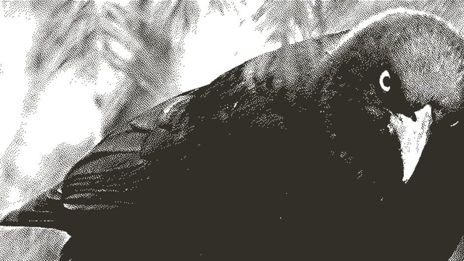 Cranky Bird artwork 1