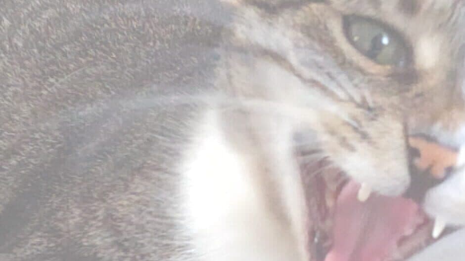 Catwifhat artwork 1