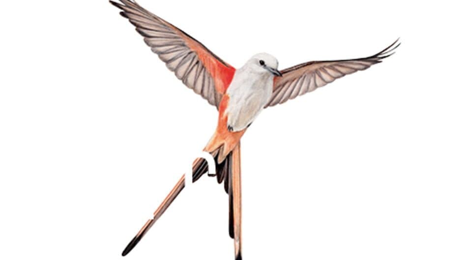 Wingspan artwork 2