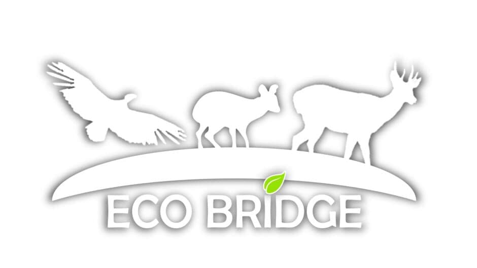 Eco Bridge artwork 1