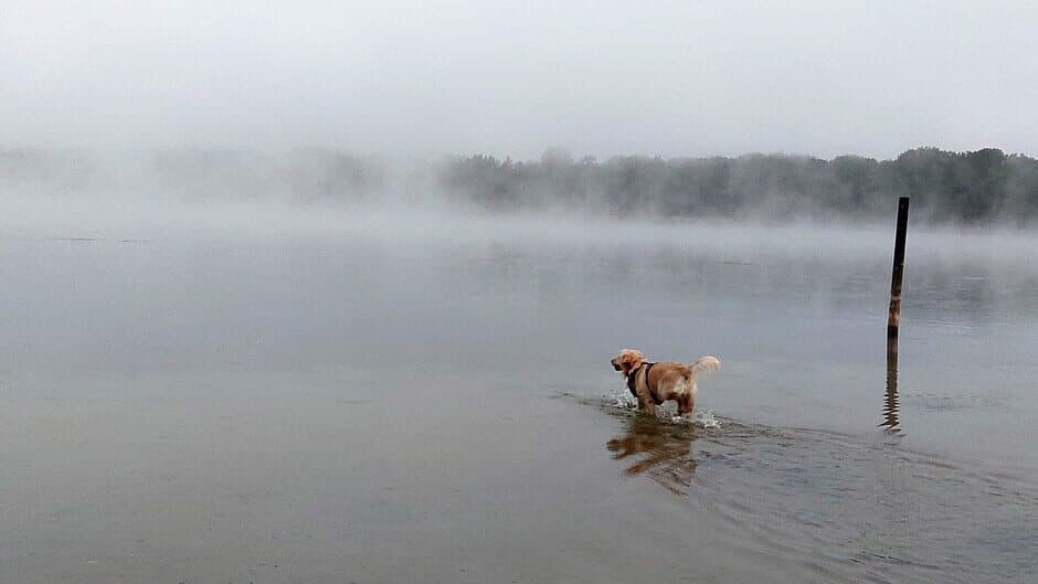 Golden Retriever Simple Life artwork 2