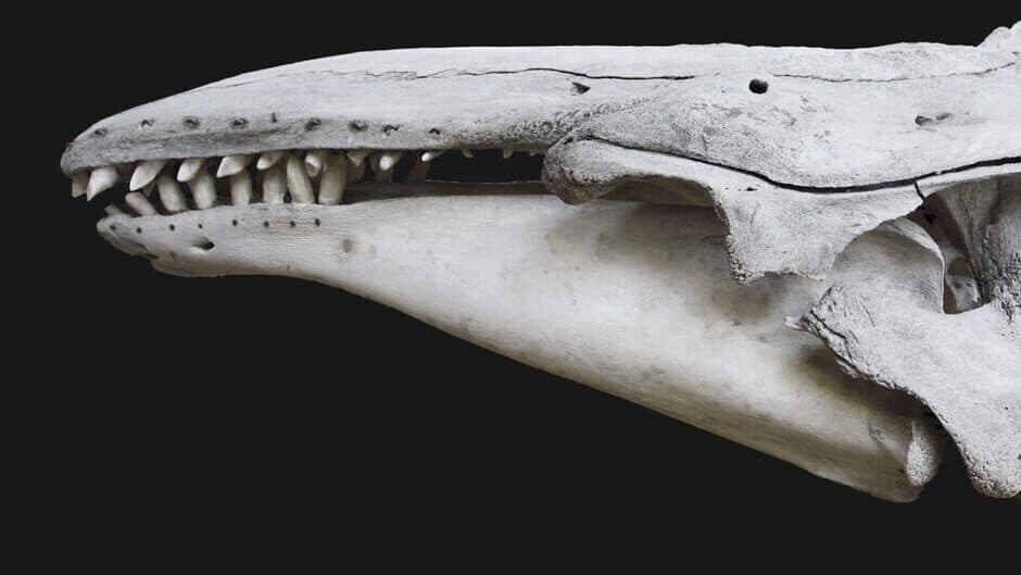 The Black Whale artwork 1