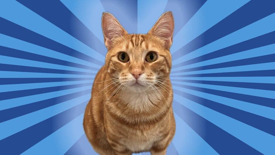 Silly Linguine Cat Simulator Deluxe Online artwork 1
