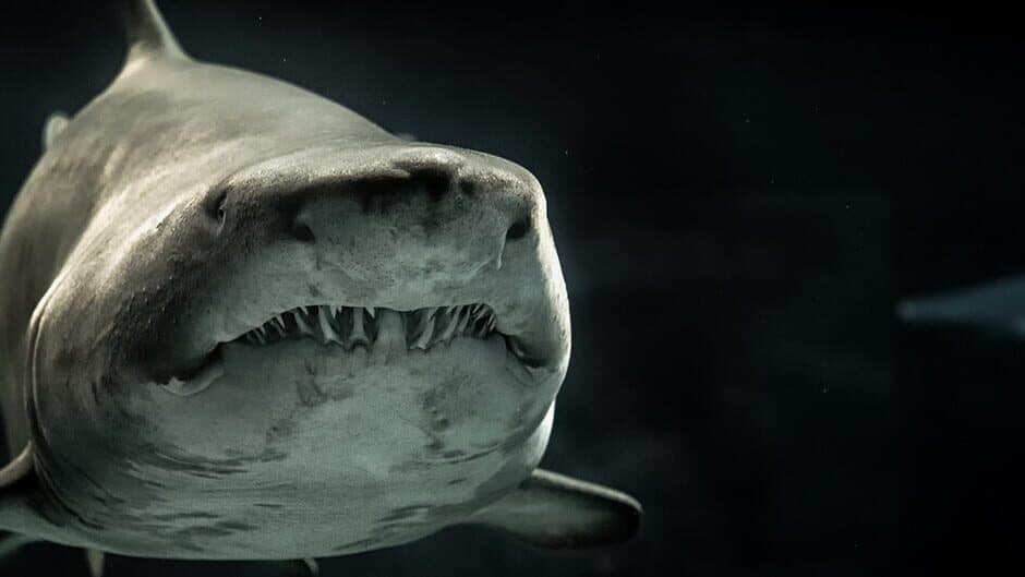 VR Shark artwork 1