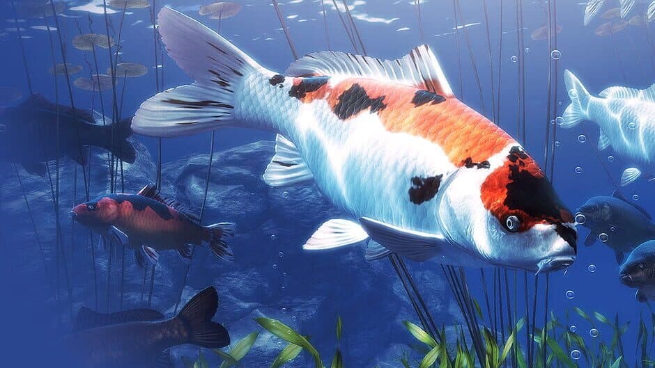 My Koi artwork 1