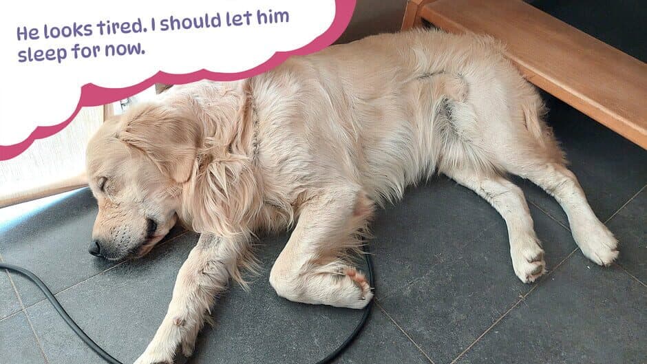 Golden Retriever Simple Life screenshot 4