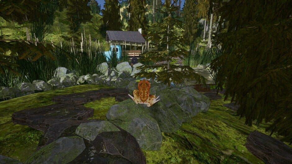 Crazy Toad screenshot 2