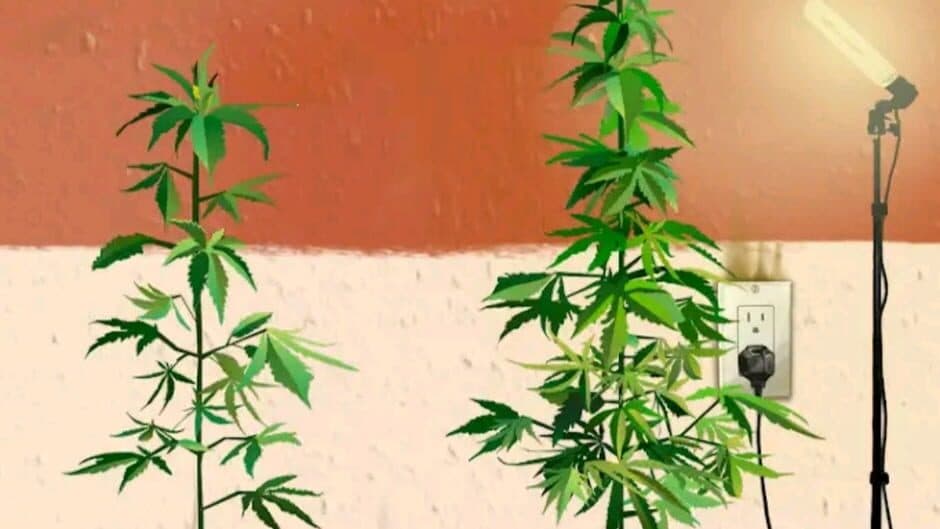 Weed Firm: Replanted screenshot 2