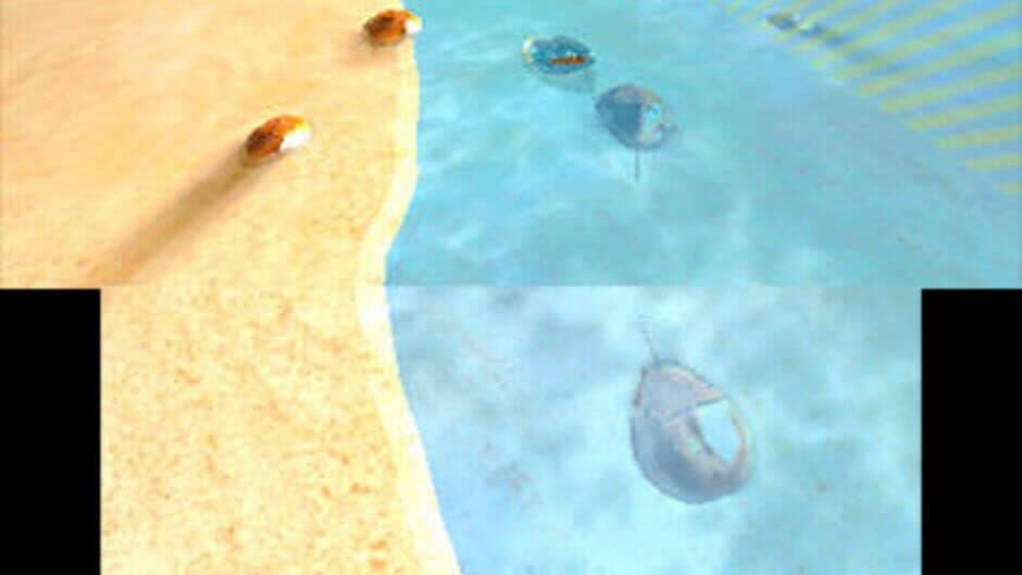 Horseshoe Crab Rescue! screenshot 2