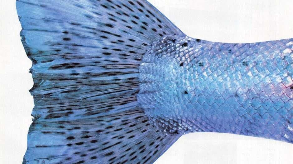 Reel Fishing II artwork 3
