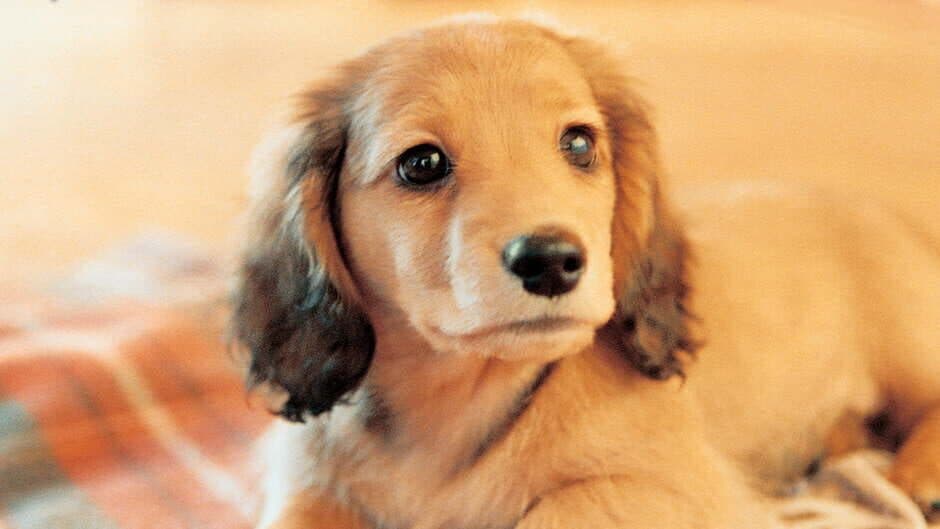 Nintendogs: Dachshund & Friends artwork 1