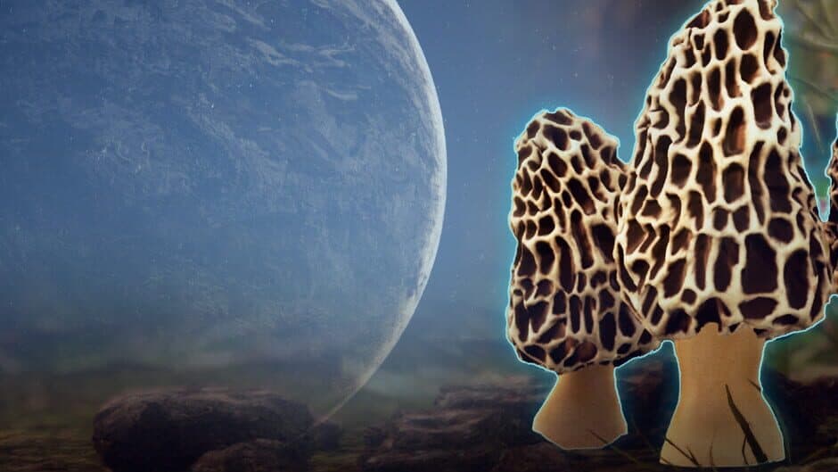 Morels: Out of this World artwork 1