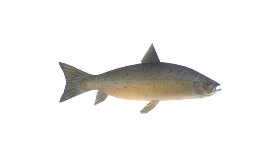 Salmon artwork 1