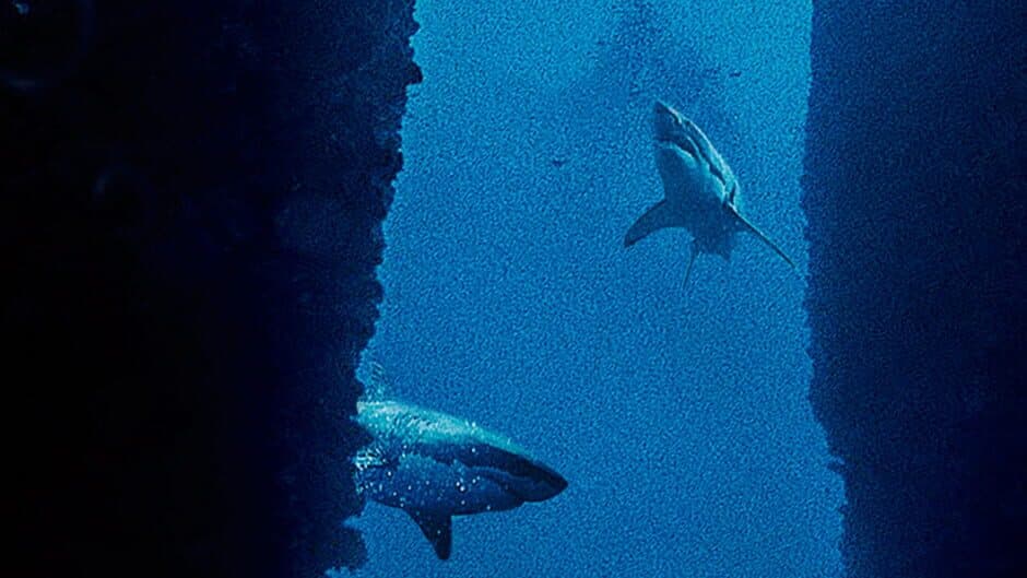 Submersed artwork 1