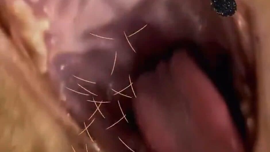 Brush Jjaemu screenshot 3