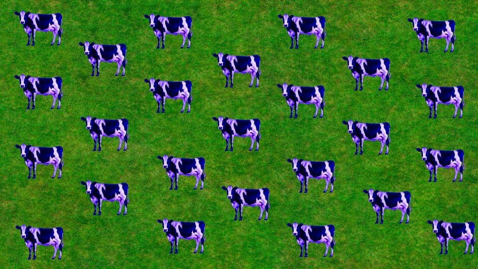 Imagina que tienes 2 vacas screenshot 1